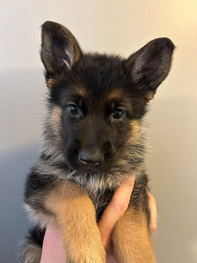 10937553 057c 4d96 b85d b46075af82b1