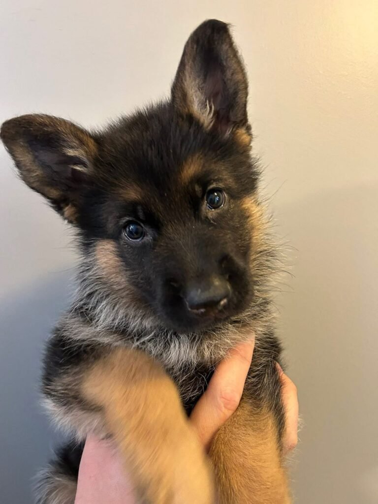 13194ae3 ddd9 4cc6 aaf8 cc8ae50357dd