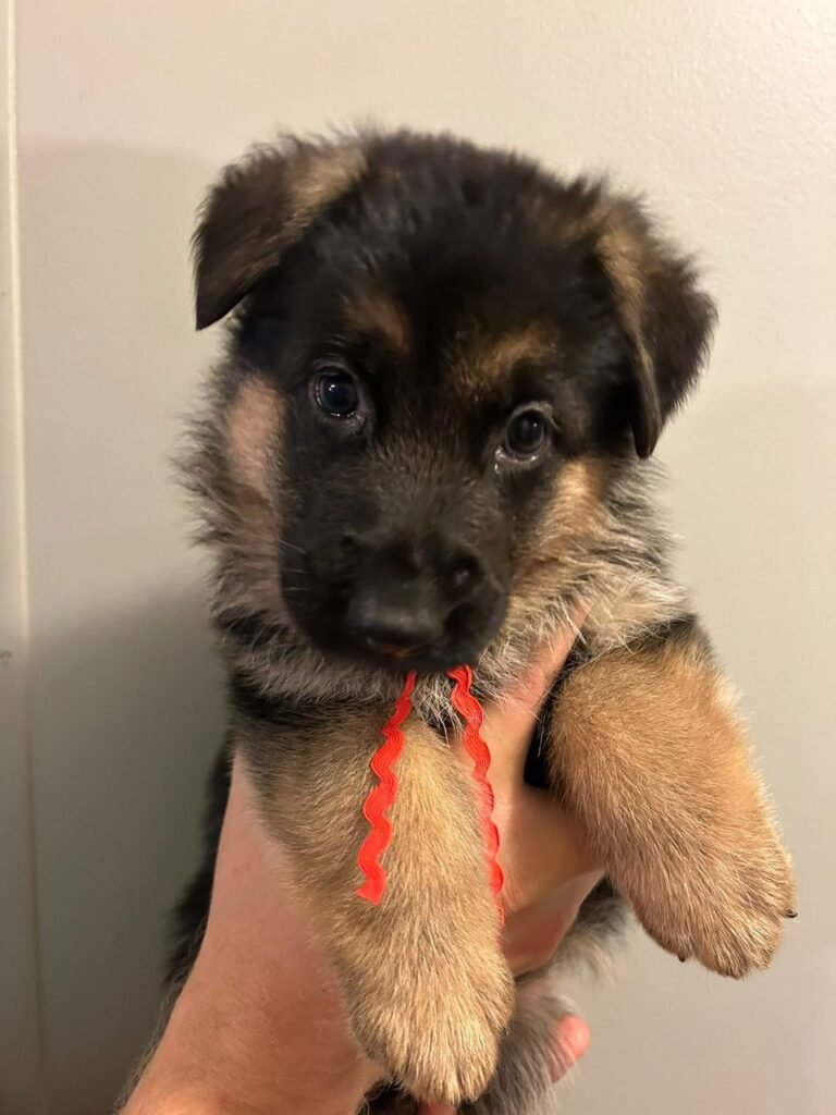 18cc460b 9e5e 412a bbd7 0f682967b67c