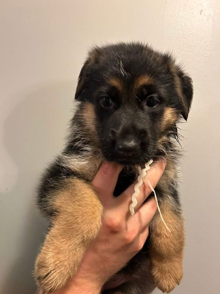 9d188c2d 08f5 46df a758 45639f668f7b