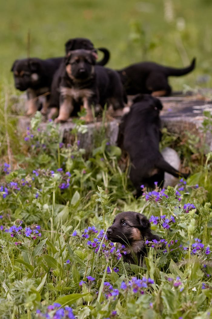 Cute German Shepherd puppies playing among vibrant wildflowers in a grassy field.