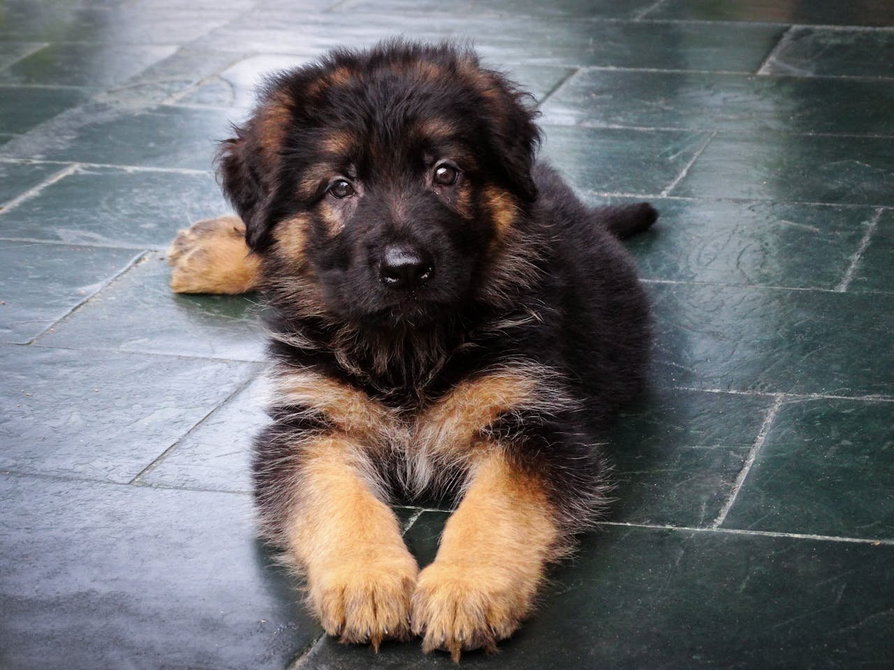 Adorable German Shepherd puppy lying on a green tiled floor, looking up with curious eyes.