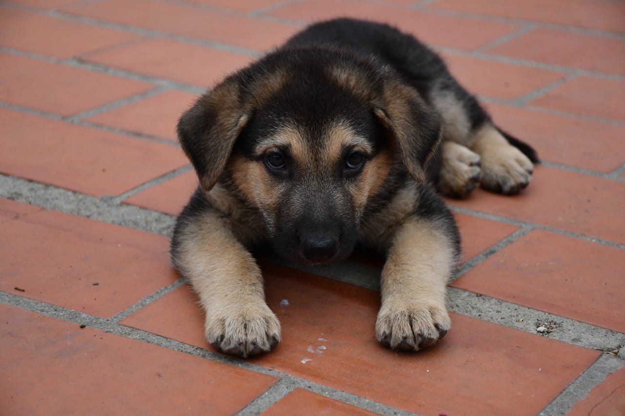 Cute German Shepherd puppy lying on a brick path outdoors.